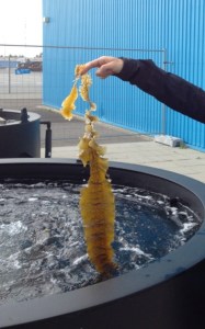 Saccharina latissima