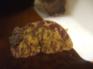 En ovanlig färgkombination av gult och lila på en 7 cm stor smörsnigel, som den kallas på norska.