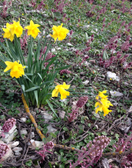 1 påskliljor pestskråp