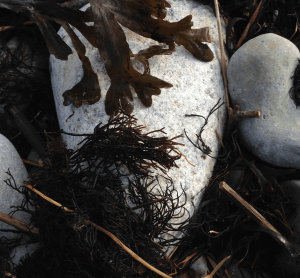 5 tång o furcellaria