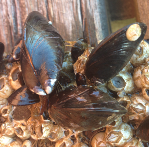 9 blåmusslor och byssustrådar