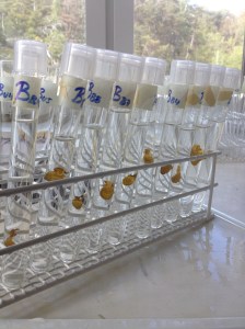 Upphängda receptakel i provrör. Äggen kommer samlas på botten när de har släppts.