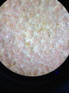 Små bruna tångbebisar på kakelplatta, sett under lupp.