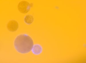 Tre obefruktade ägg, ett större oogon som reflekterar lite av UV-ljuset och ett klart lysande befruktat blått ägg.