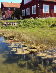 bild 2 våralger på drift