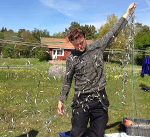 bild 7 spigg fångst