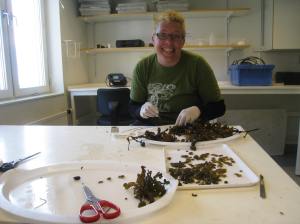 Att klippa av tillräckligt många receptakel för ett experiment tar tid.