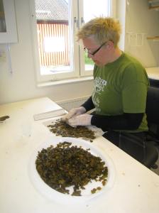 Receptaklerna torkas av (guggeduttas) för att minimera onödigt skräp 