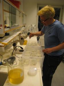 En blandning av ägg och spermier hälls i burkar med speciella settlings-diskar i botten. På dessa kan de små befruktade tång-äggen fästa sig och börja växa.