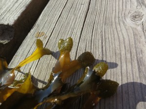 De svullna, knottriga topparna hos blåstången kallas receptakler och innehåller antingen ägg eller spermier.