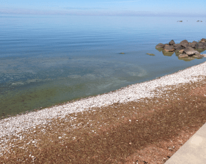 4 Ilanddrivna ruttnande trådalger