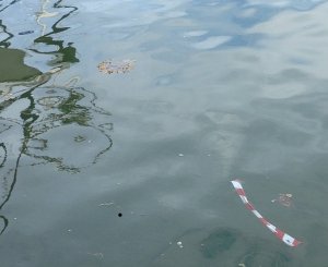 Drivande tång och plast