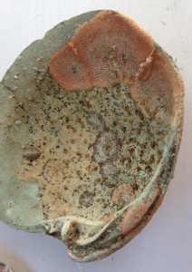 3Cryptosula på Bollmusselskal