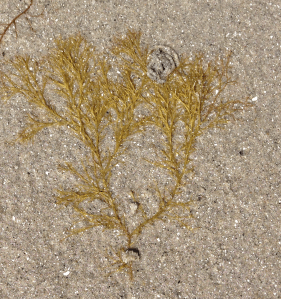 7Ceramium solblekt  avtryck