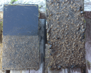 Havstuplansplattor, 20150813, rengjord för 4 veckor sen