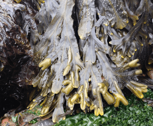 2 torkskadade algtoppar