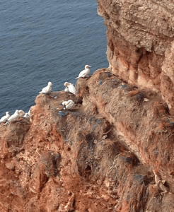 5 plast i sulornas bon