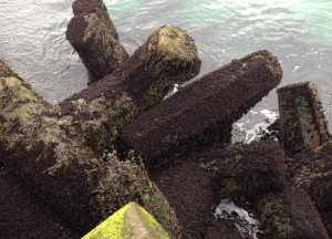 6 Mastocarpus på piren