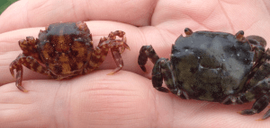 9 Hemigrapsus sanguineus