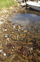 bild 4 torkad blåstång -kanske överlever de?