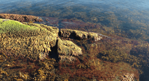 1klippa i höstfärger