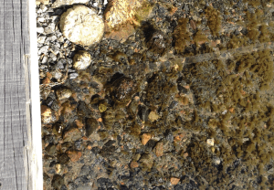 5Brygghörnet stenar med Pylaiella