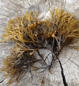 3reproduktiv planta Triigi