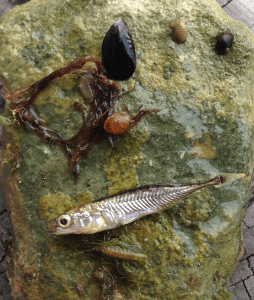 4sten med många arter