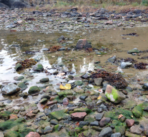 grönalger frodas i början av november