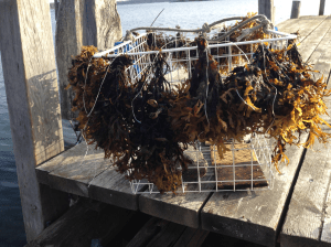 Tångforskningen flyttar norrut