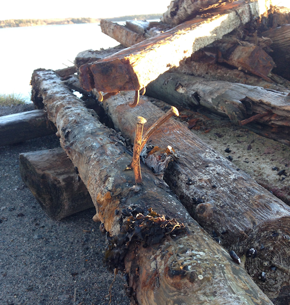 musslor och tång påväxt