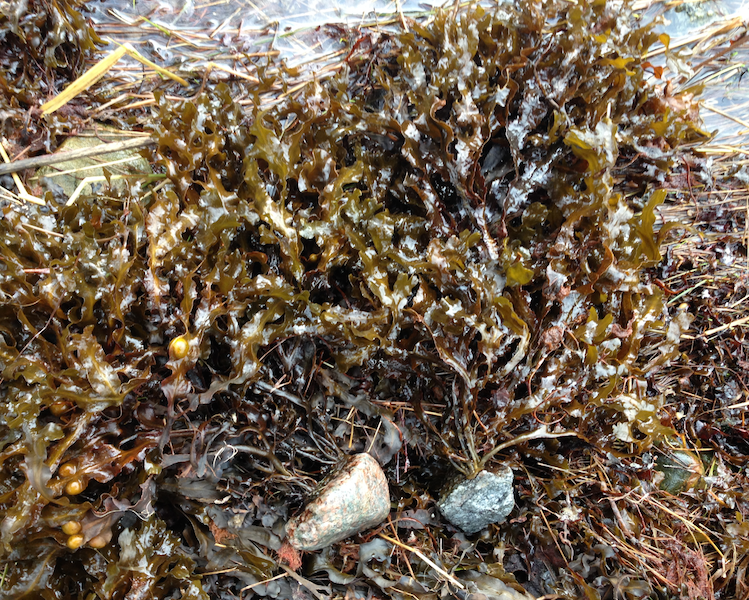 tång på småsten