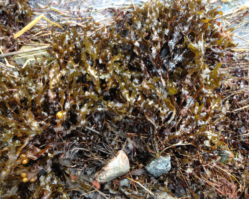 tång på småsten