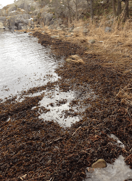 tångvall i Råttviken