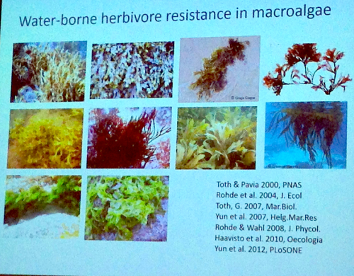 4Water-borne herbivore resitance