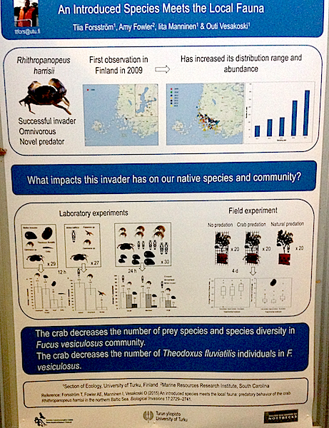 8Mud crab introduced