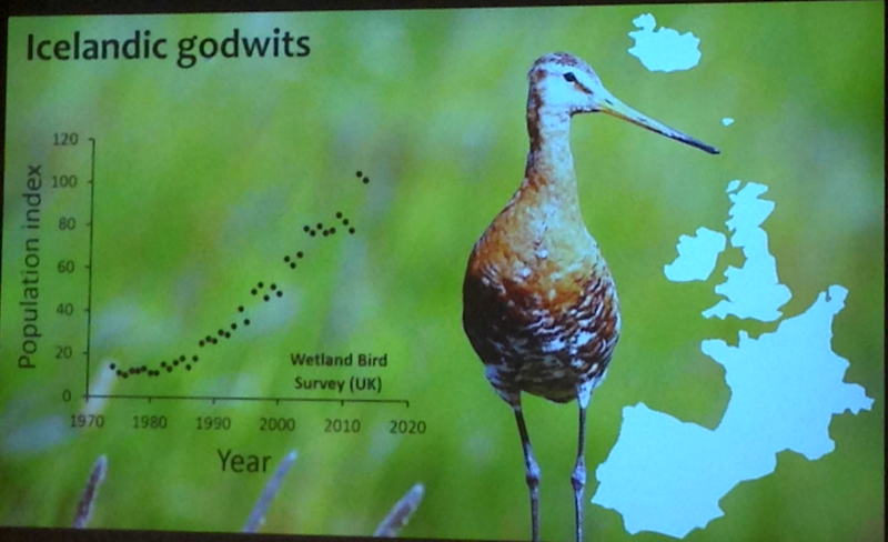 Icelandic Godwit