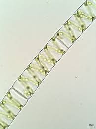 4spiralformad kloroplast