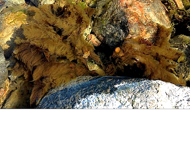 Pilayella påväxt