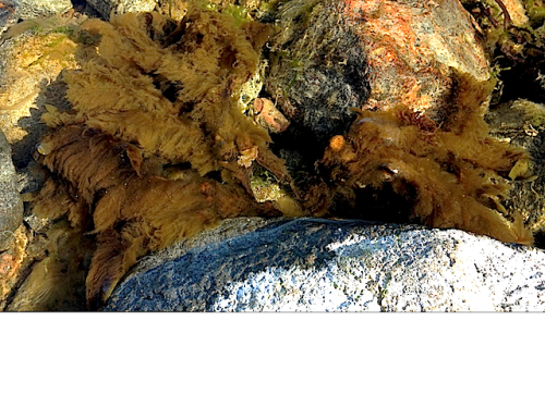 Pilayella påväxt