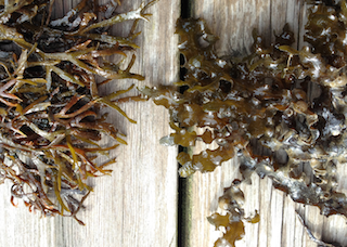 4Smal o blåstång