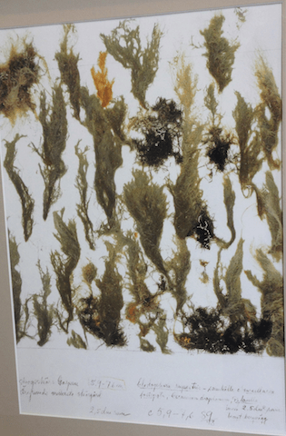 Cladophora rupestris ca 6 m