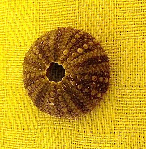 Psammechinus - mönster