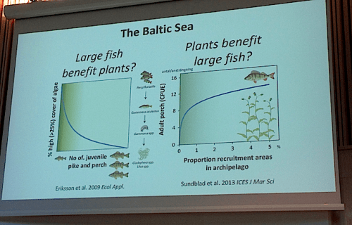 1Large fish -plant benefits