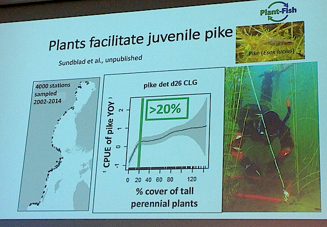 2PLants juvenlie pike
