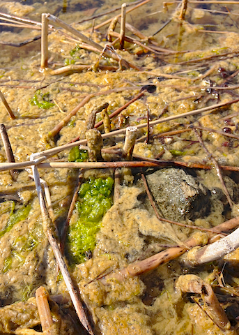 PIlayella o Monostroma