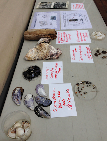 1salthaltstress o nya arter