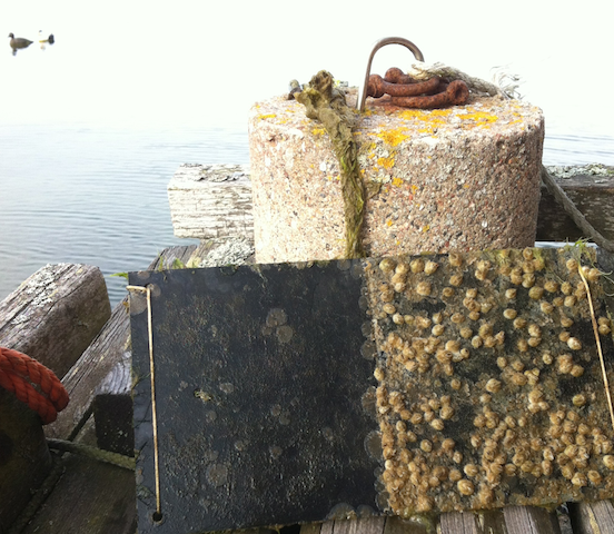 2havstulpansplatta från 20140915