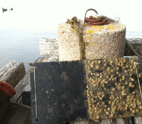 2havstulpansplatta från 20140915