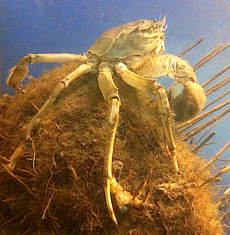 7Kinesisk ullhandskrabba stor